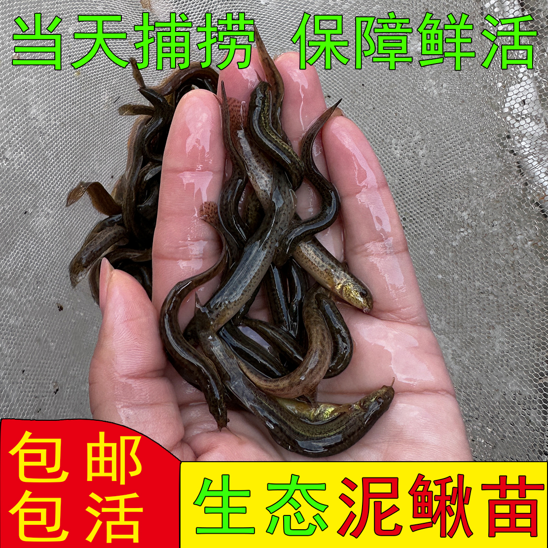 台湾小泥鳅苗本地青鳅金鳅水花鲜活养殖淡水发货观赏鱼饲料