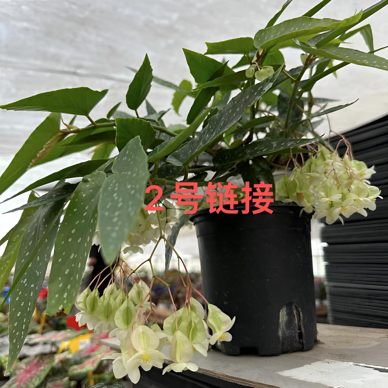 微风竹节，天使之翼秋海棠室内高档热植盆栽