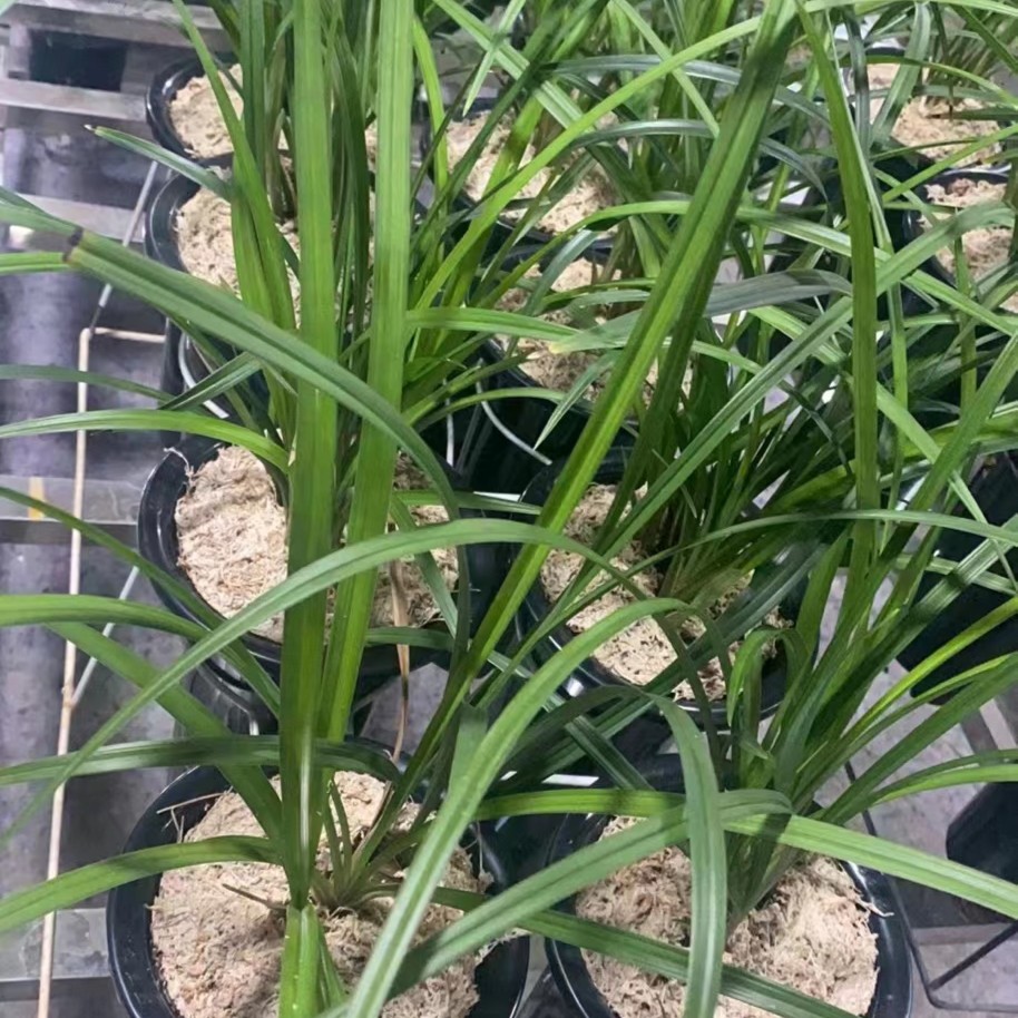 莲瓣兰兰花一物一拍