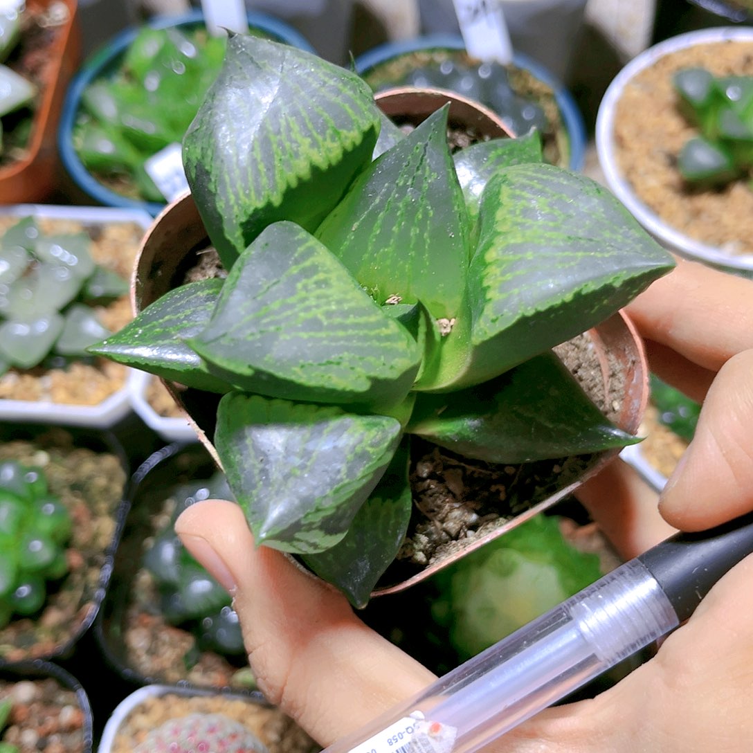 裹班若原盆原土发货13.8