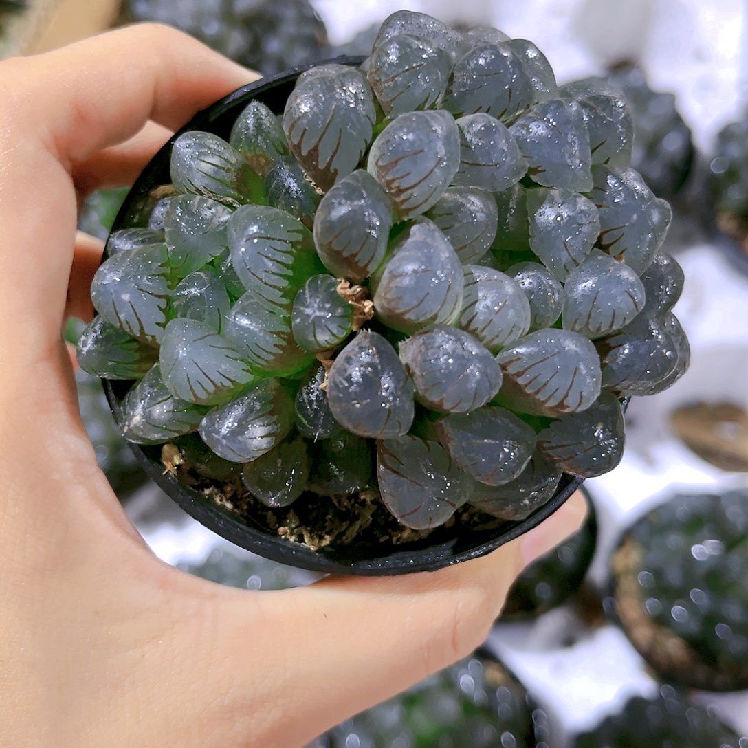 双头冰灯原盆原土发货