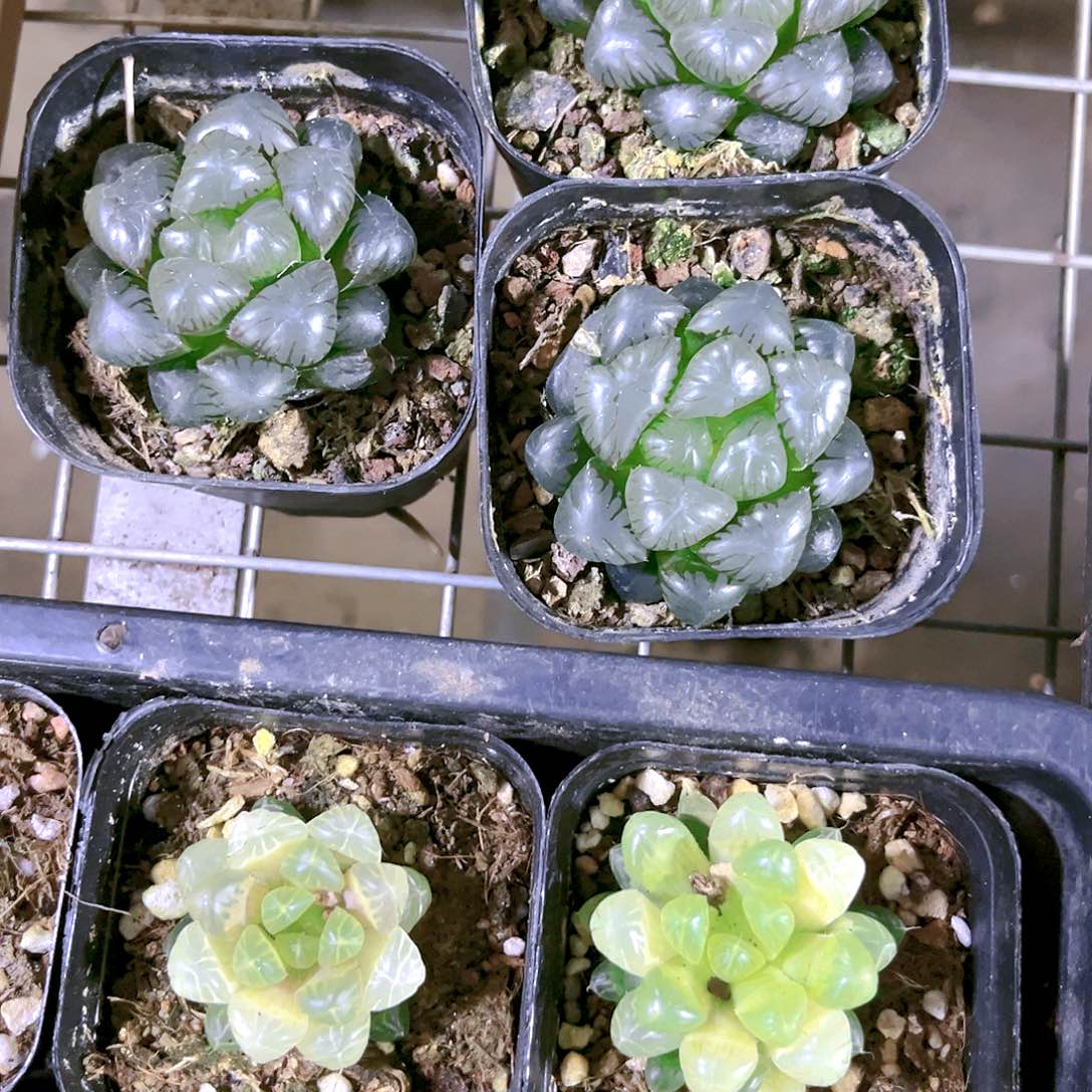 孔明灯原盆原土发货