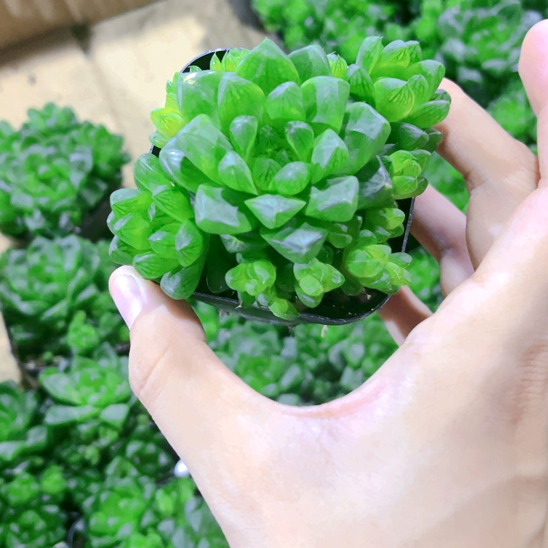 草玉露群生原盆原土发货