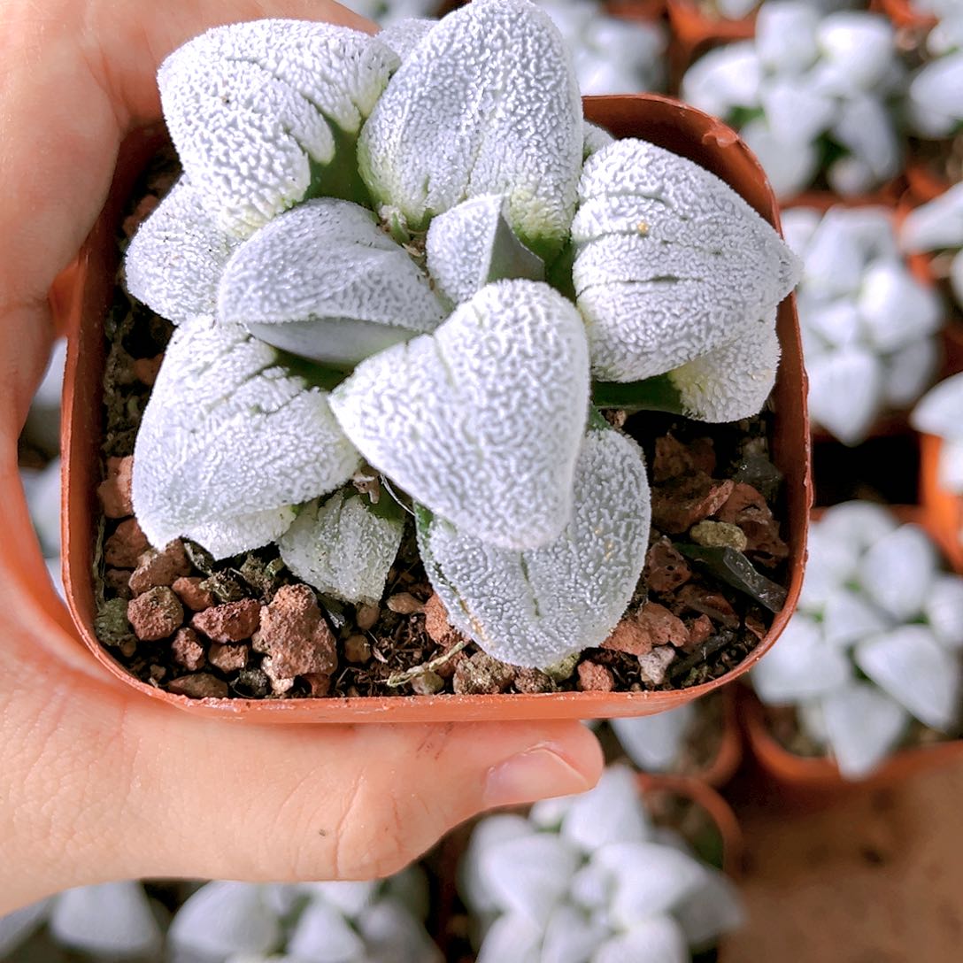 铁道白银原盆原土发货