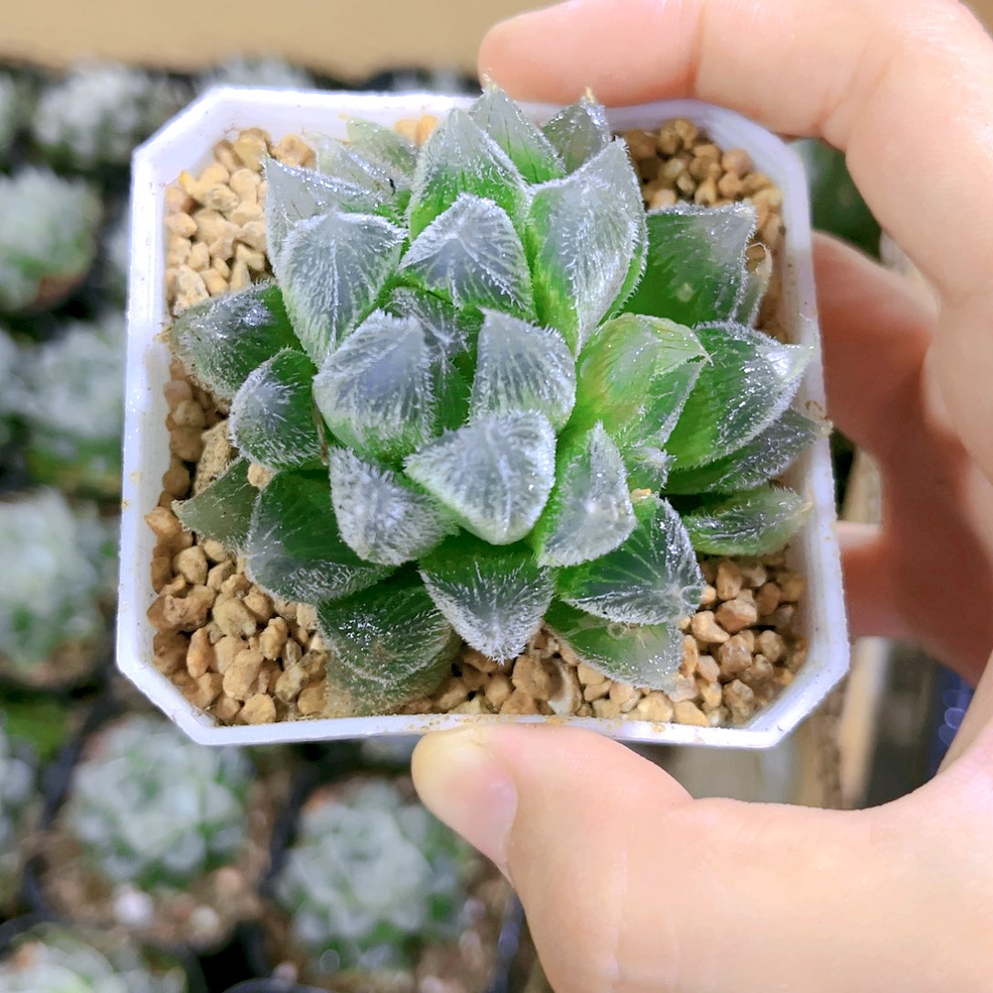蓝光毛玉露（满18或者满2单包邮）玉露十二卷多肉植物