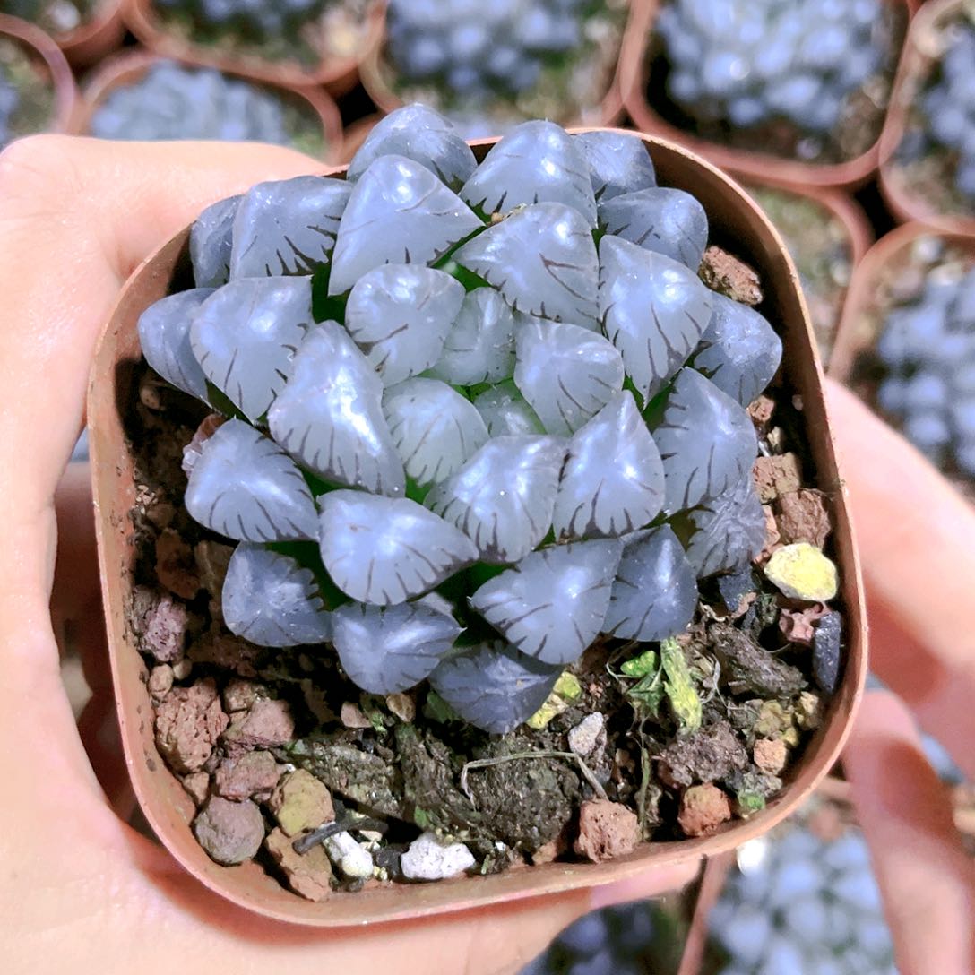 美国冰灯原盆原土发货