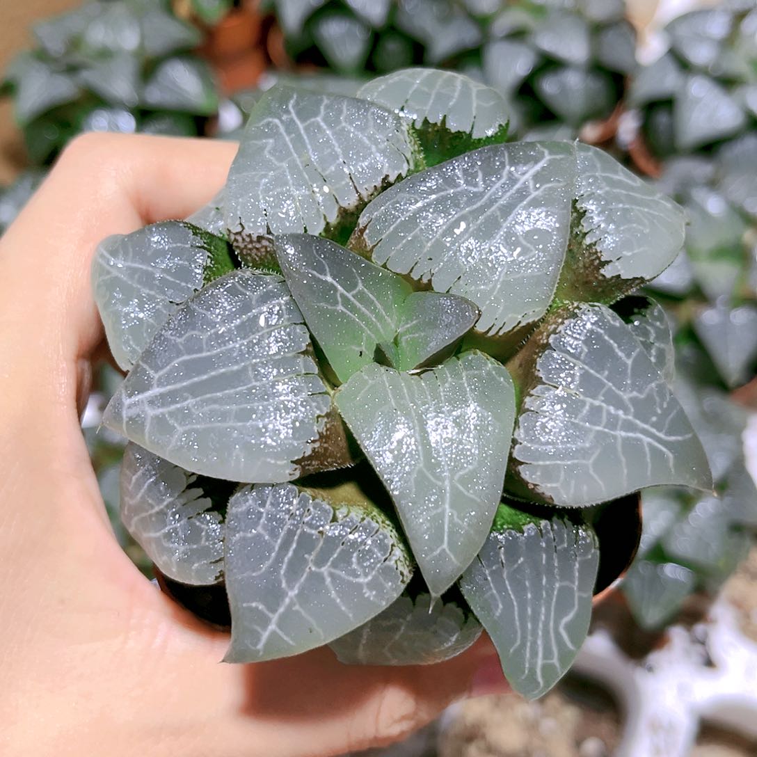 月影寿原盆原土发货18.8