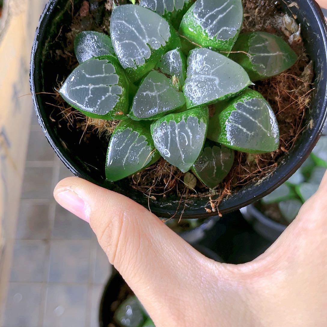 月影寿原盆原土发货