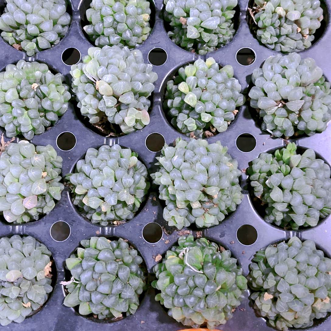 姬玉露群生原盆原土发货