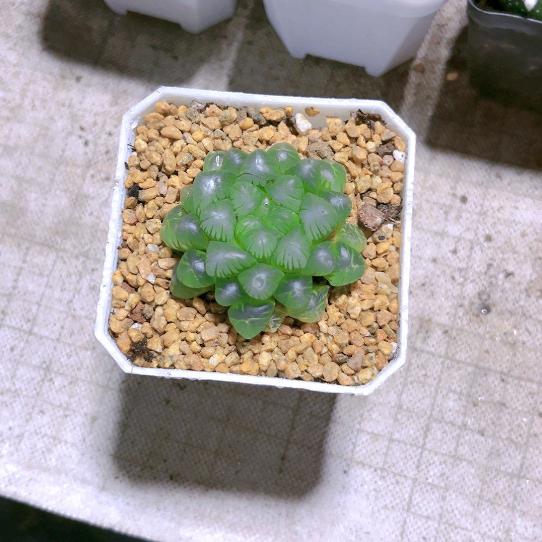 姬玉露原盆原土发货白盆