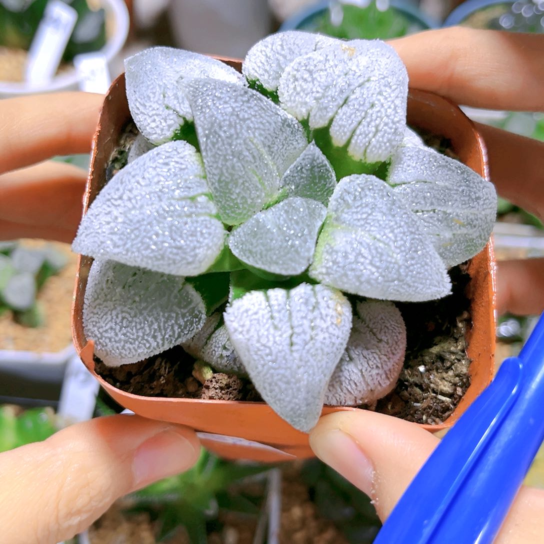 白银铁道原盆原土发货