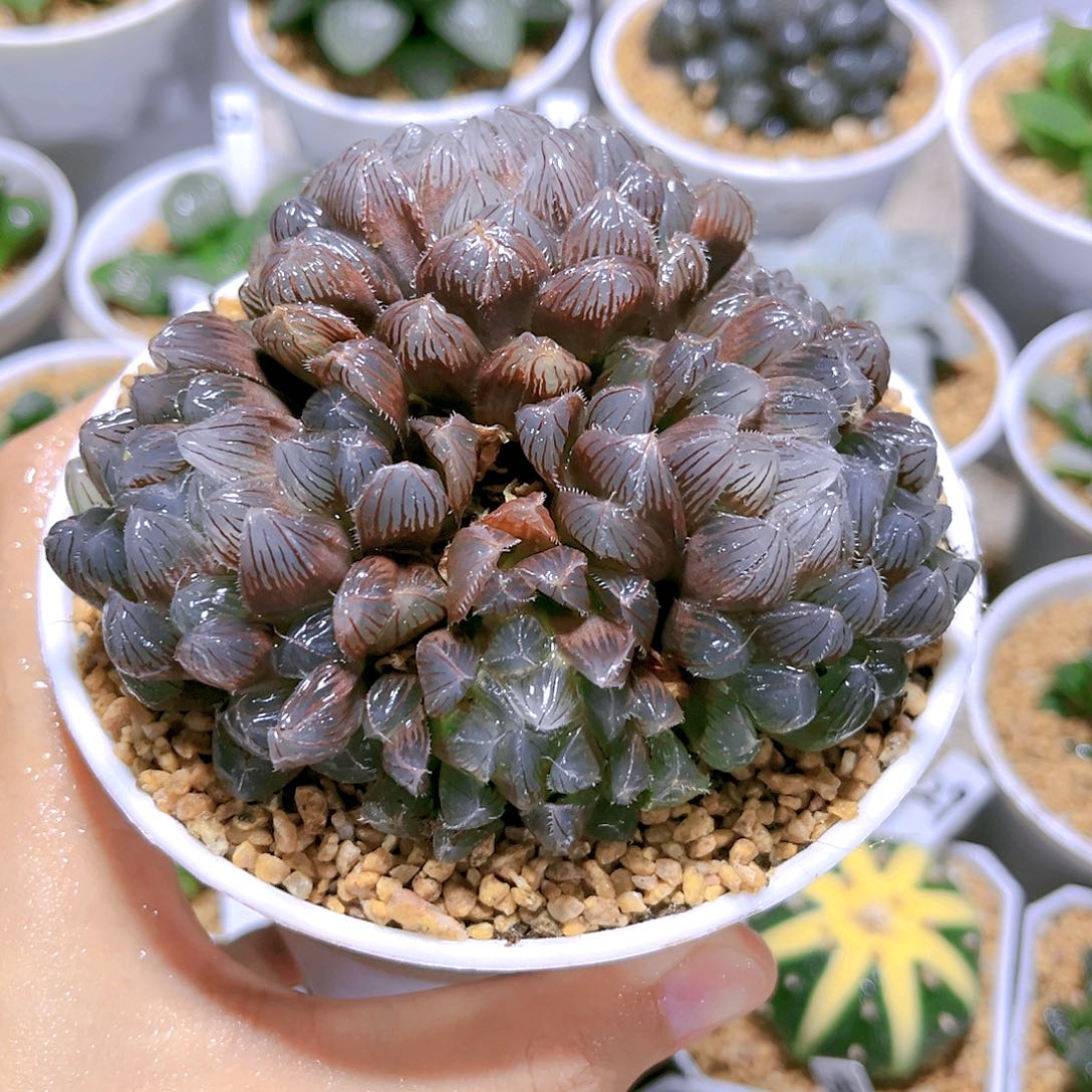 蓝镜群生原盆原土发货