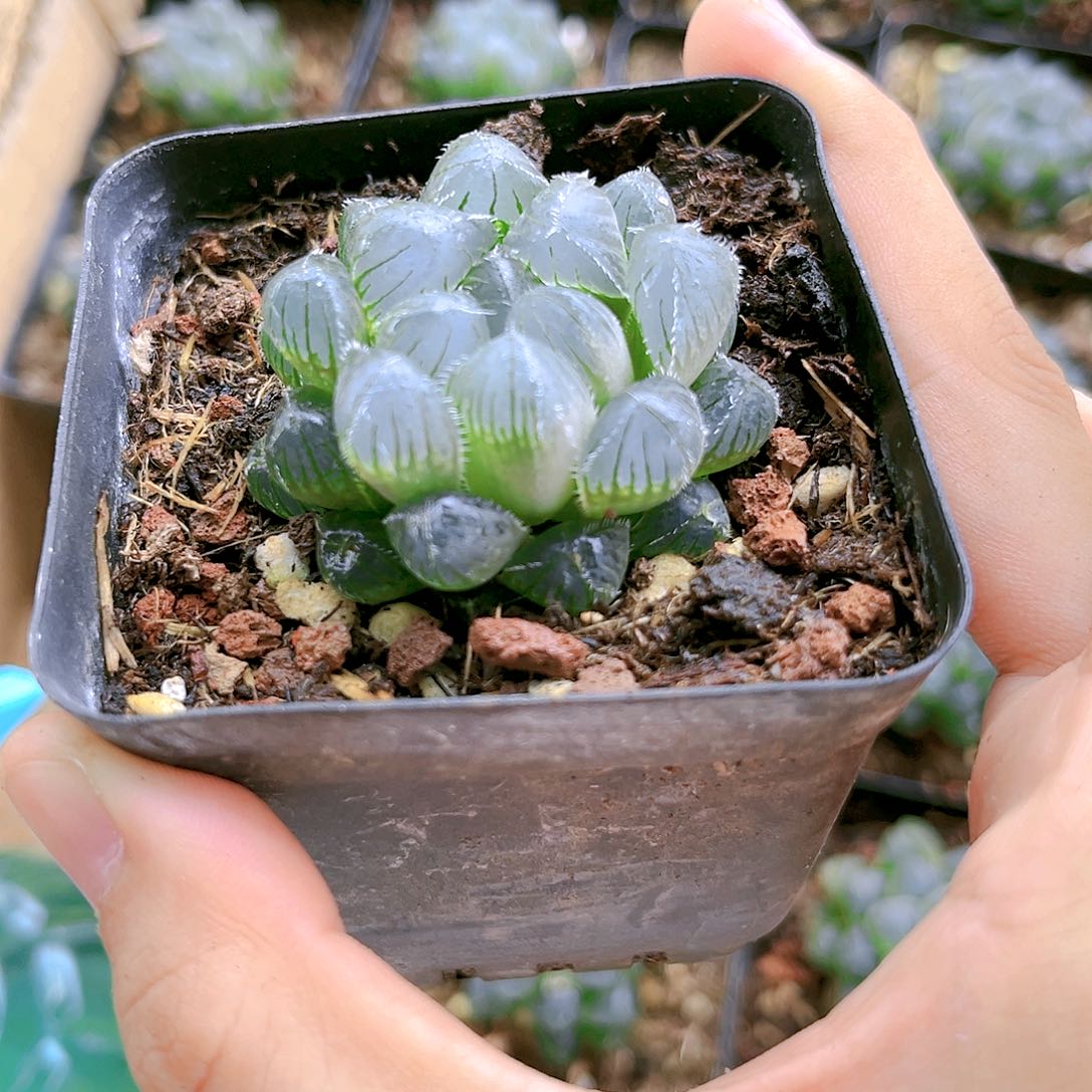 蓝镜玉露原盆原土发货