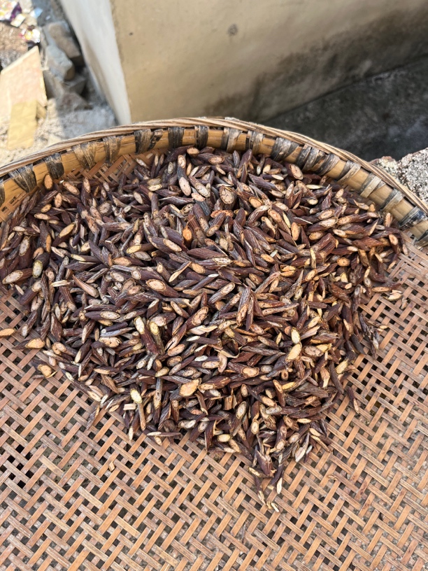 贵州纯野生夜交藤500g包邮