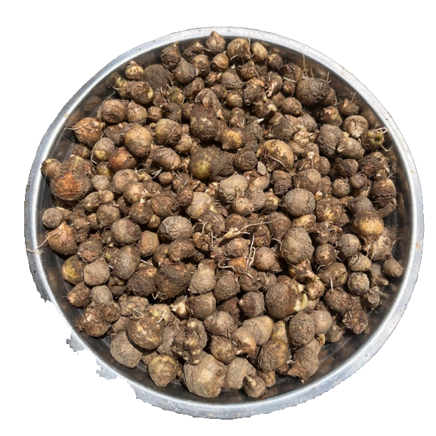 贵州野生新鲜半个夏500g包邮