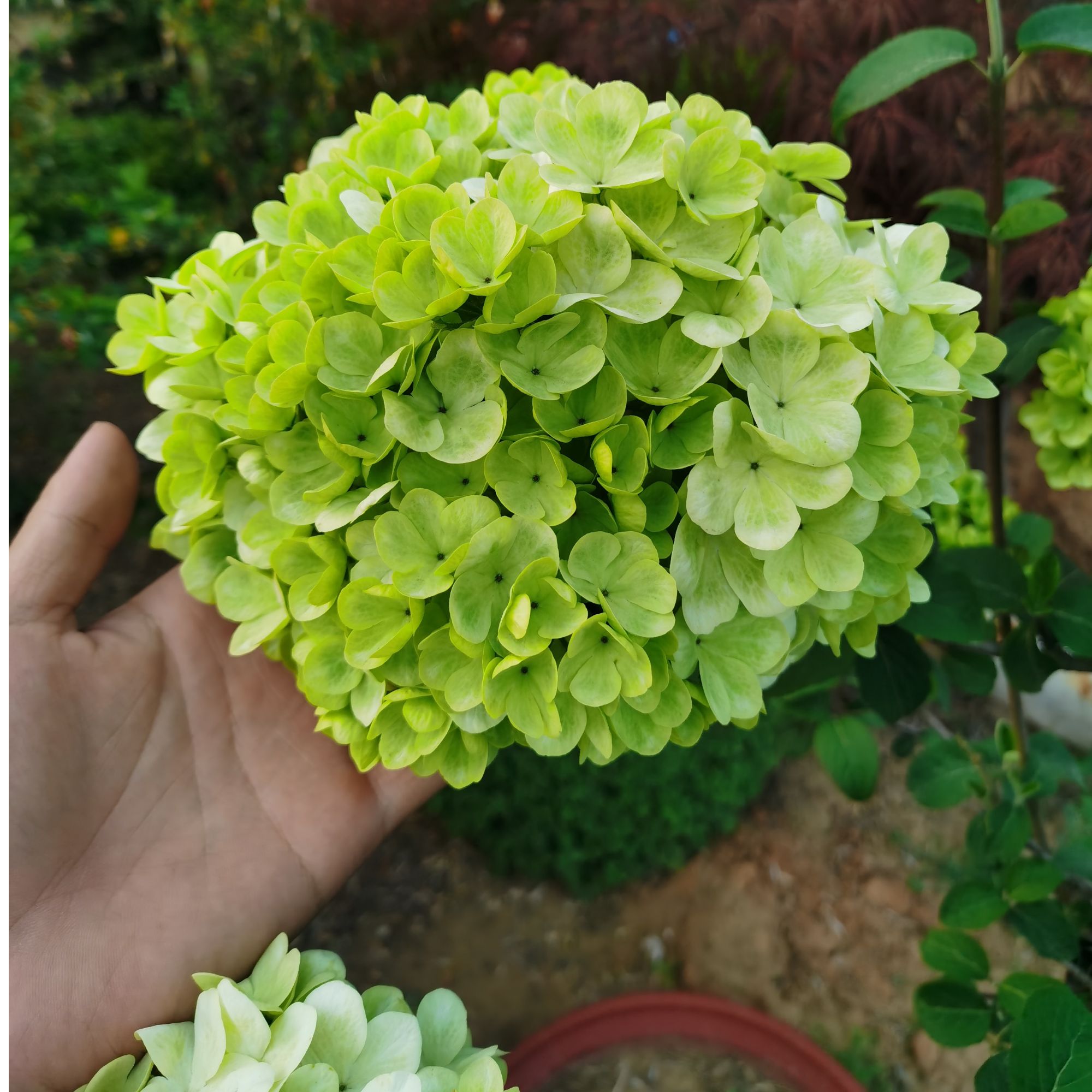 中华木绣球斗球木本大花大树绿植室外花卉别墅庭院杯苗皮实低维护