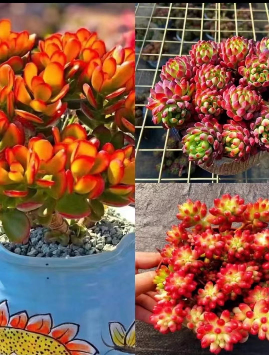 Y整桩红叶玉树+转运珠+平安果 带盆带土发货 云南多肉 新手好养