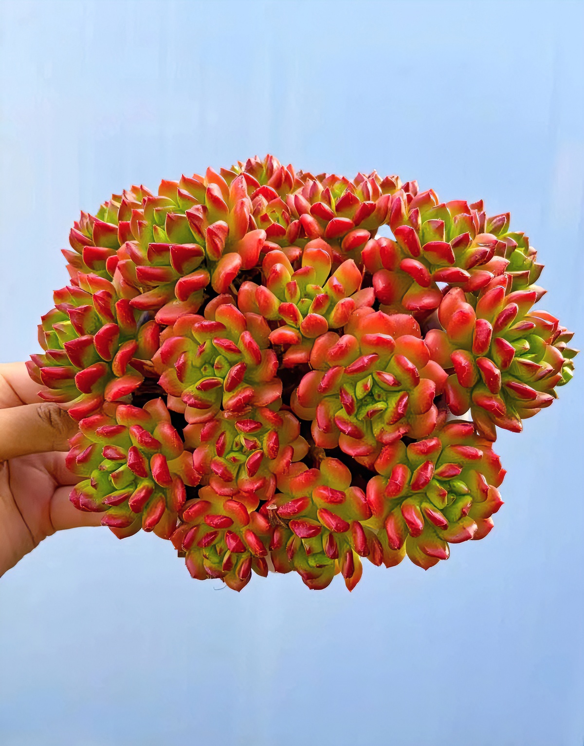 Y大红灯笼 带盆带土发货 多肉植物 新手好养 喜阳通风少水