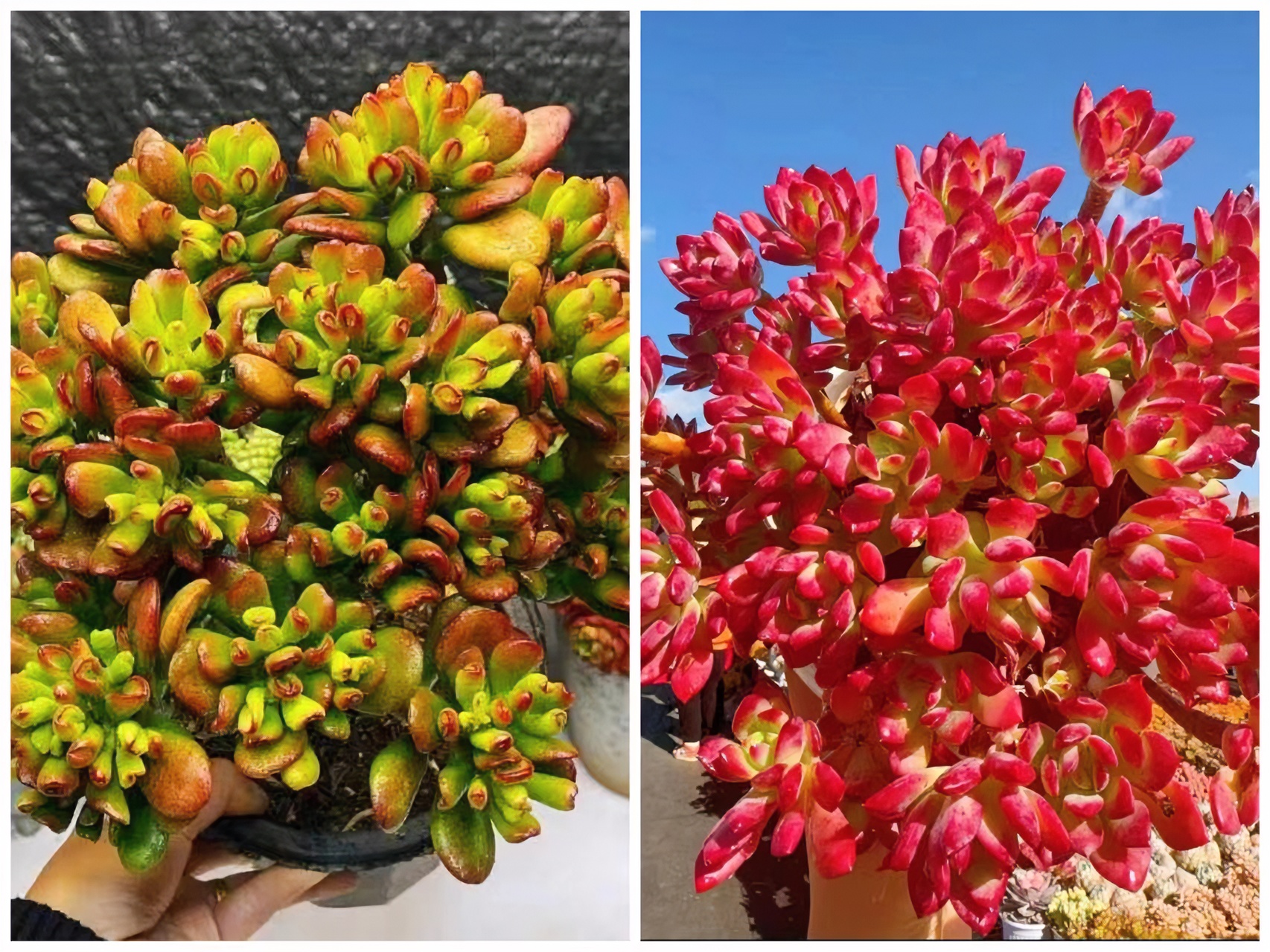 Y招财猫+红稚莲组合 带盆土多肉植物 新手好养 喜阳通风少水