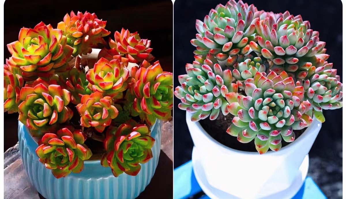 Y玫瑰蒂亚+蓝苹果 多肉植物 新手好养 种植少水耐旱 庭院阳台窗台