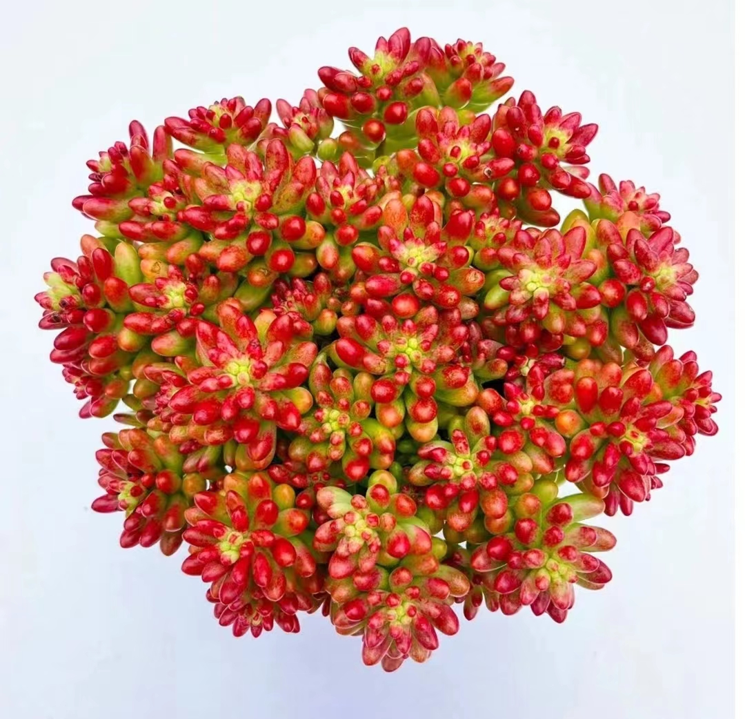 Y大盆虹之玉锦 转运珠 带盆带土发货 多肉植物 新手好养少水耐旱