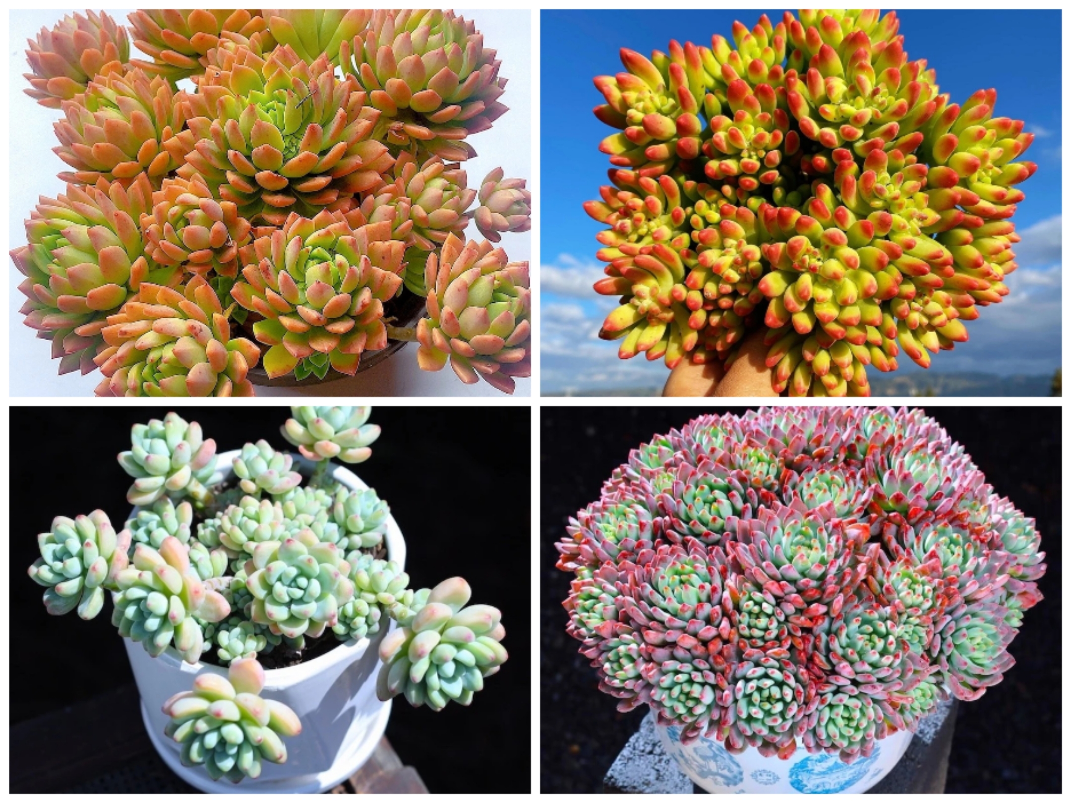 Y大松果精灵+马库斯+劳尔+春萌组合 带盆带土 多肉植物 新手好养