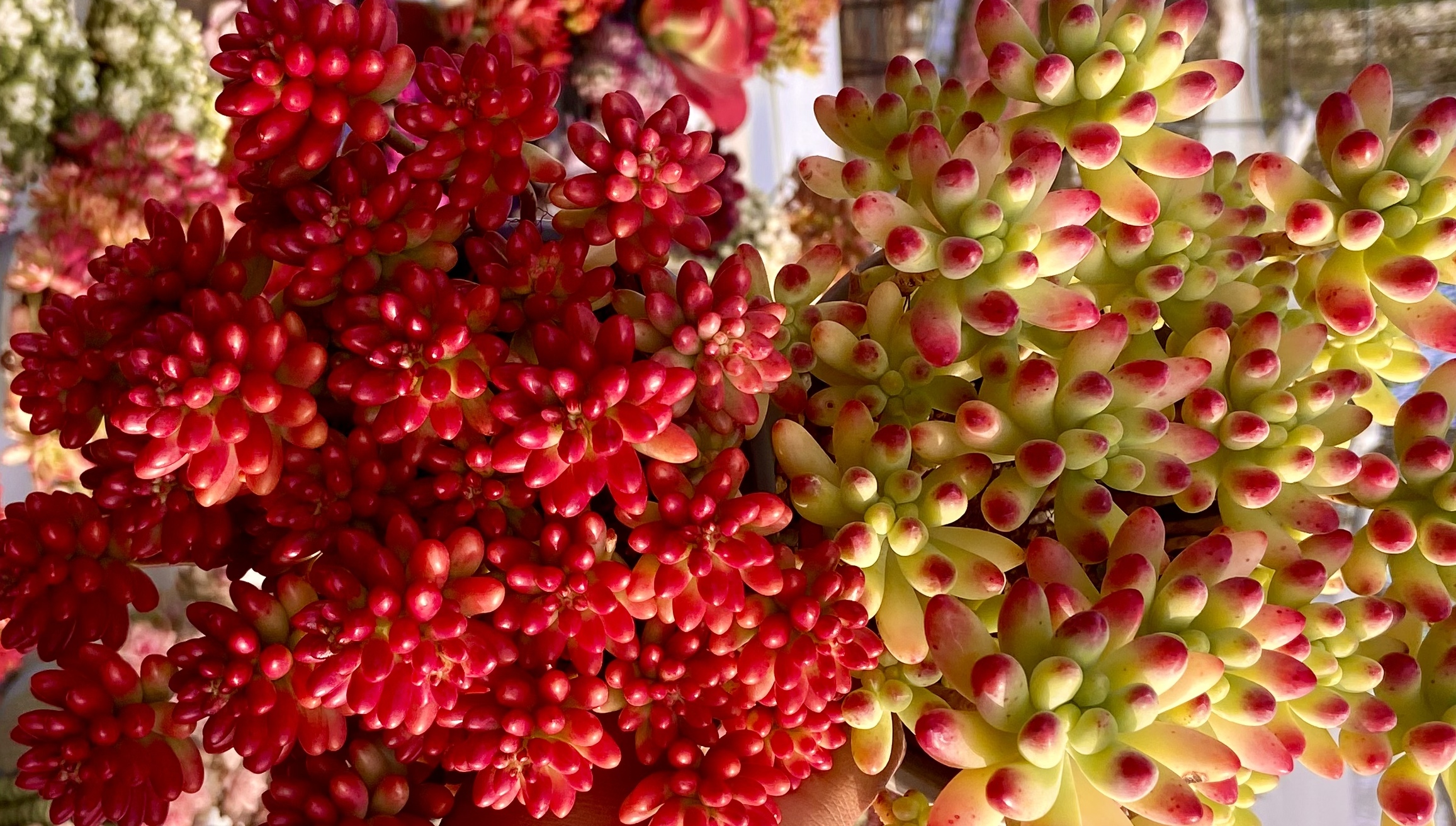 K转运珠+果冻乙女心 带盆带土发货 多肉植物 新手好养 喜阳通风