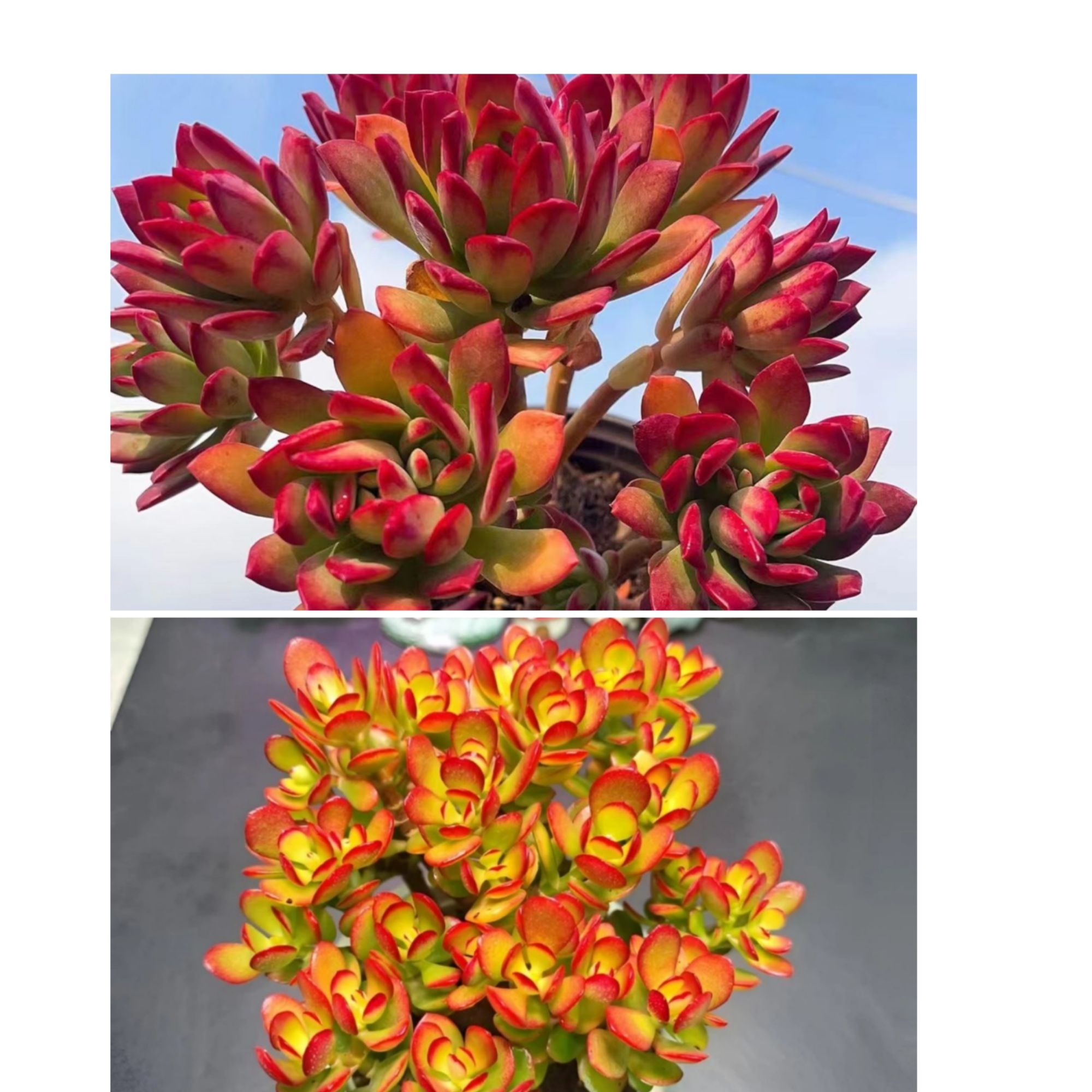 Y红稚莲+小摇钱树组合 带盆带土发货 云南商城 摆放多肉植物 上盆