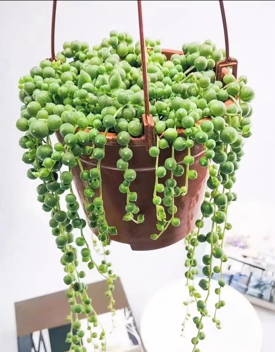 Y翡翠佛珠 带盆带土发货 多肉植物 新手好养 喜阳通风