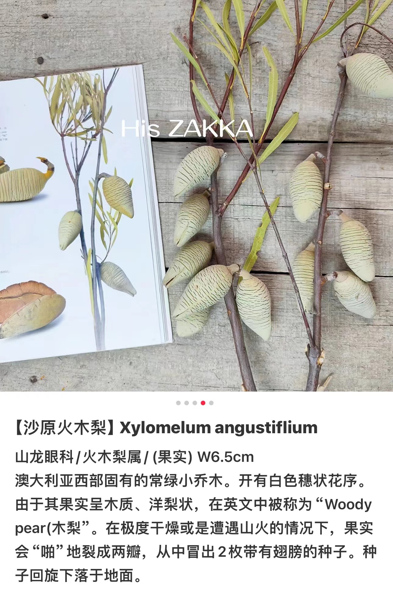 【木梨定制链接】严选高档永生品质轻奢家居装饰高级花材天然进口