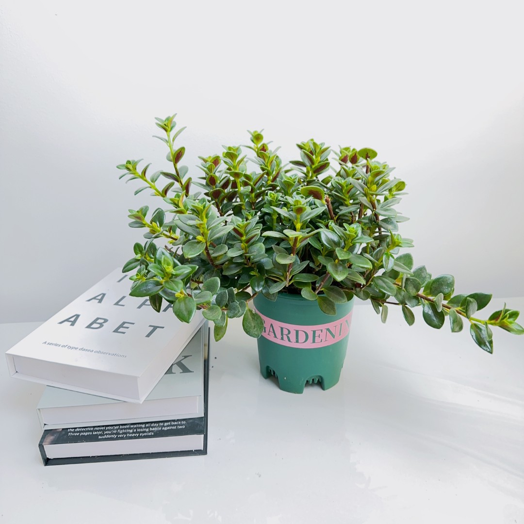 金鱼吊兰盆栽金鱼花室内植物四季常青绿植花卉市场四季开花大型