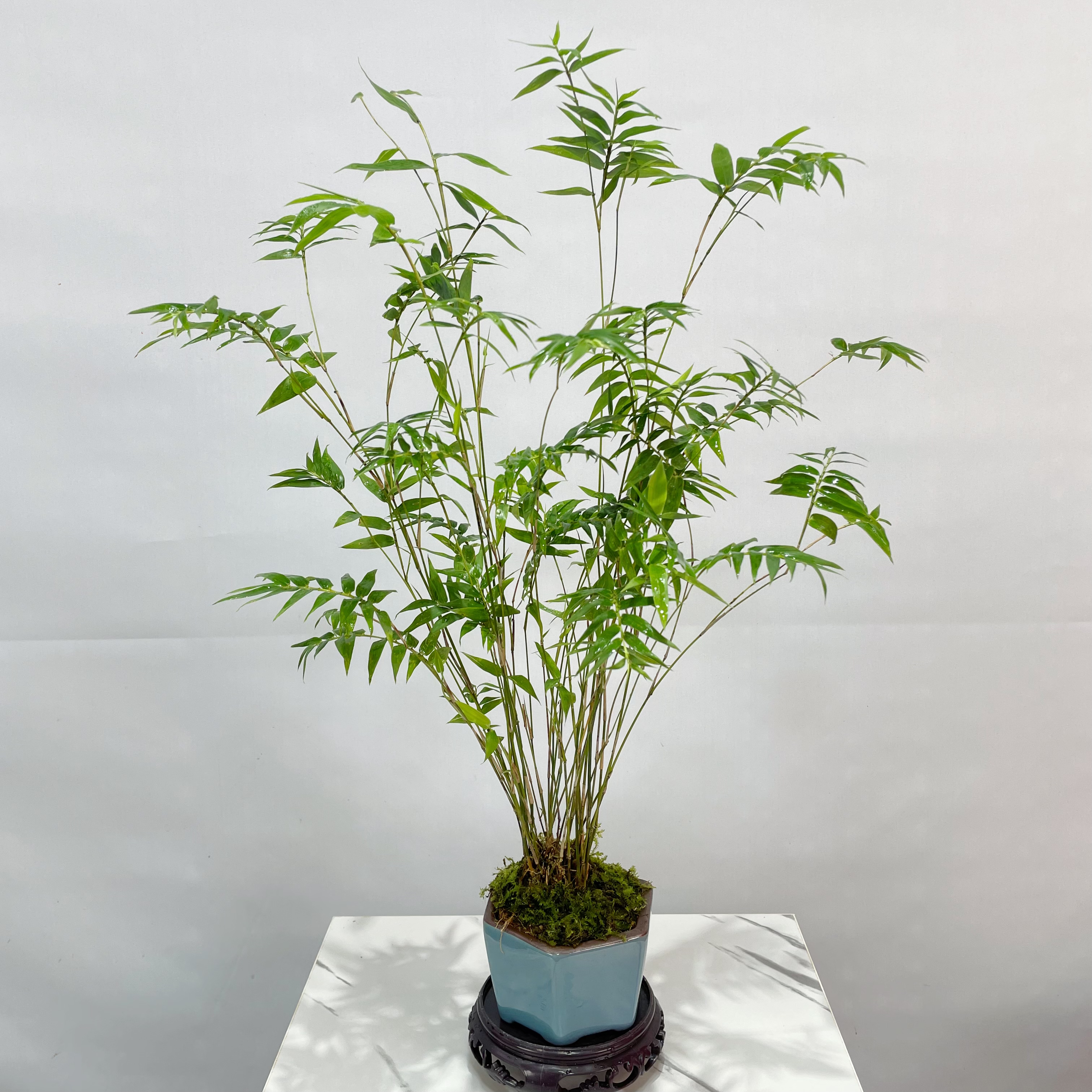 米竹盆栽室内盆景小型桌上植物苔藓球水培竹子