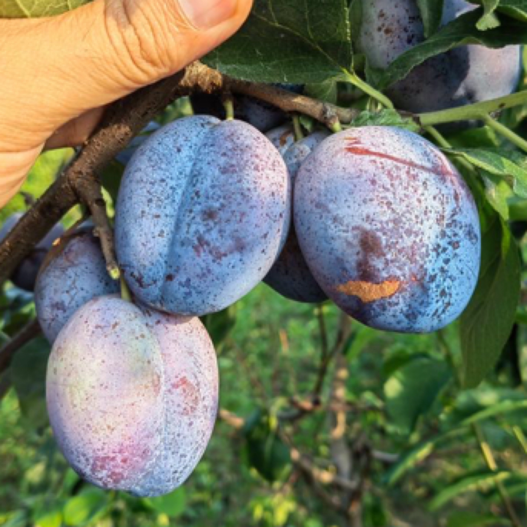 艾琳娜西梅苗（甜度高新品种）