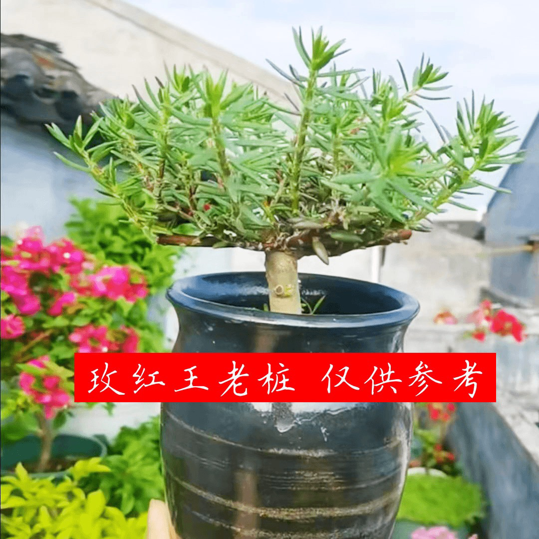 太阳花老桩不修剪耐热多年生四季开花阳台庭院都种植