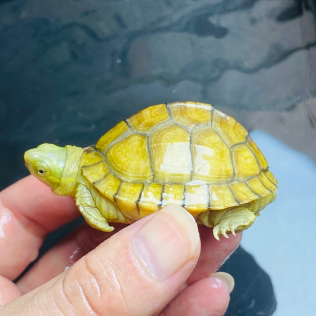 2号直播选龟·小青·高背小青黄喉龟