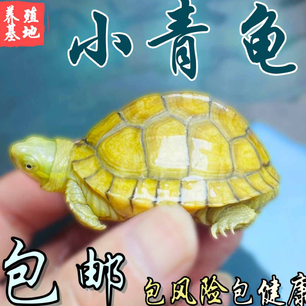 直播选龟·小青·高背小青黄喉龟