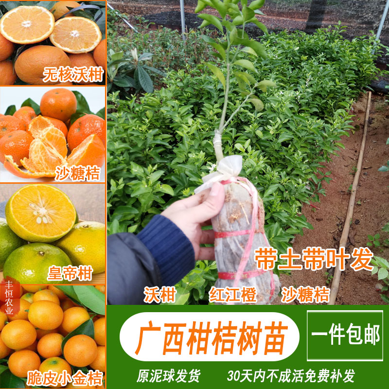 091无核沃柑苗 嫁接苗带土球发货皇帝柑苗小金桔树苗四会沙糖桔苗
