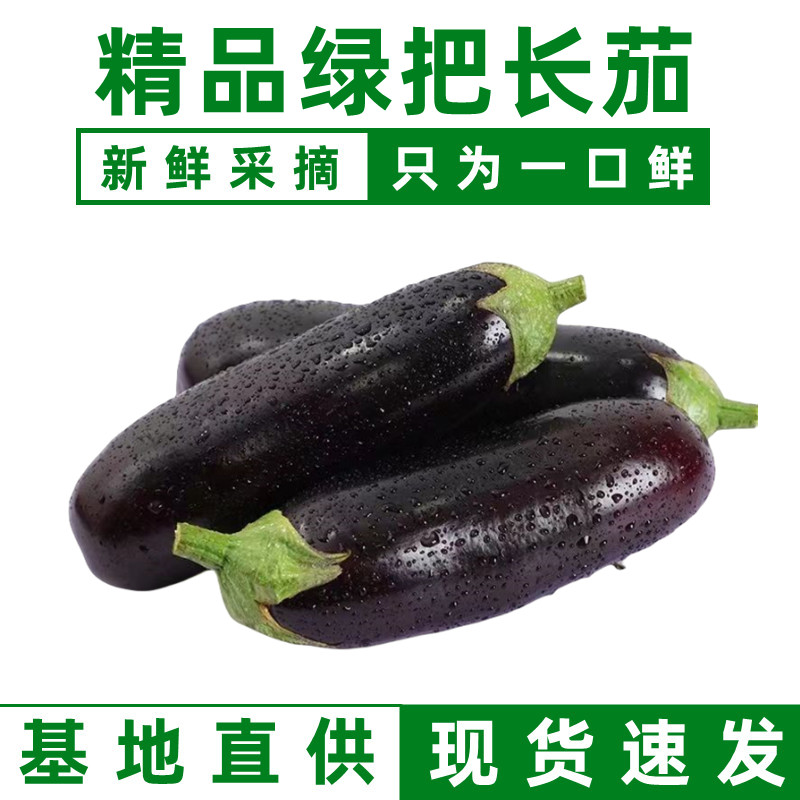 长茄子新鲜采摘蔬菜绿把茄子山东产地现摘现发可生吃紫长茄烤茄子