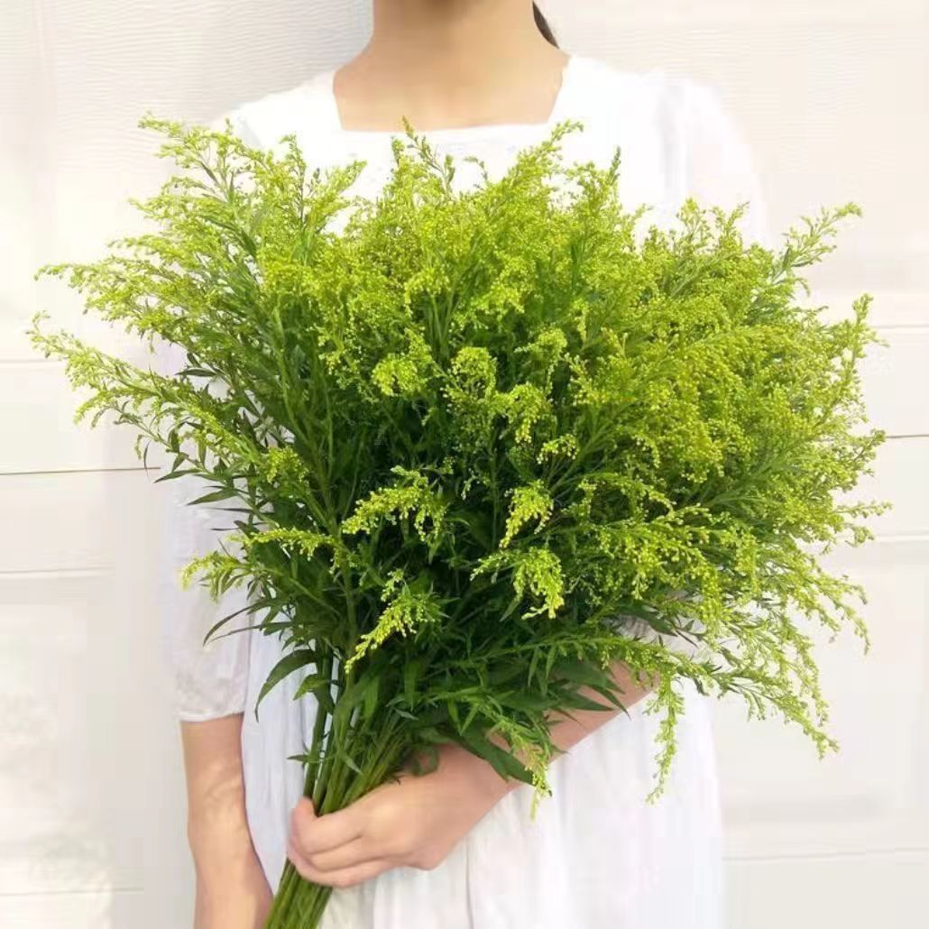 鲜花黄英配草和尤加利叶配草收到需要醒花云南昆明鲜花基地直发