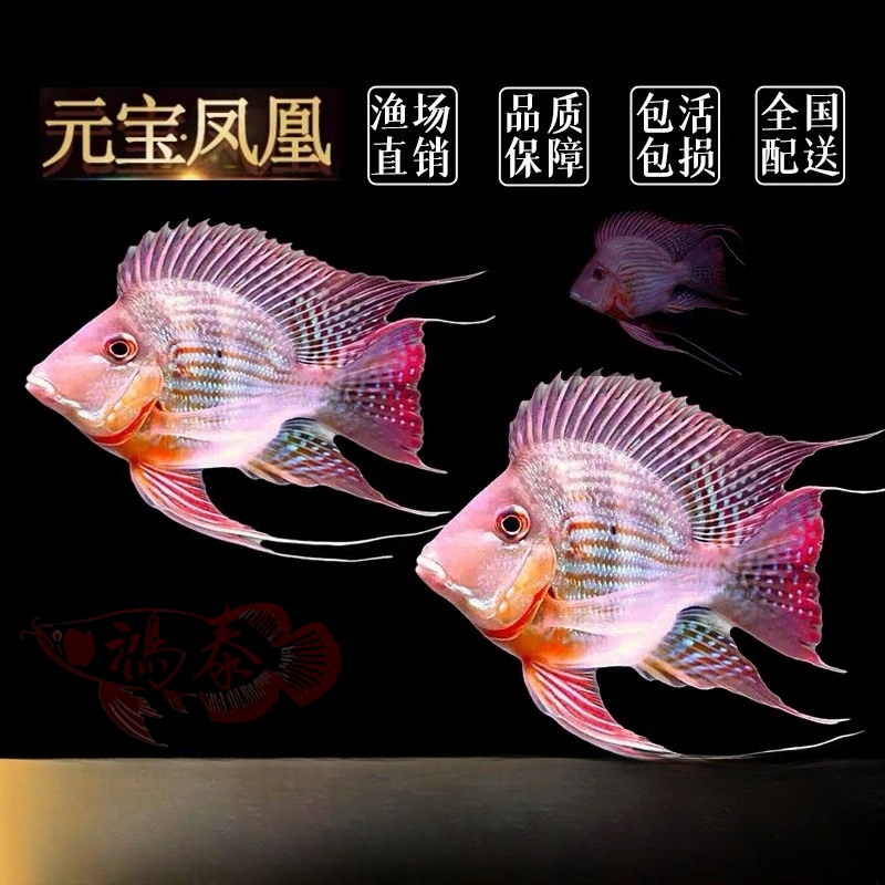 元宝凤凰进口零号高端热带淡水鱼龙鱼虎鱼配鱼百搭球体关刀鱼
