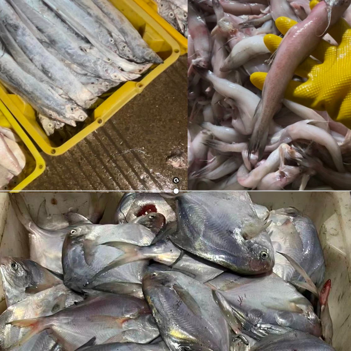 2.东海海鲜现称现卖 现场改价 一天一价