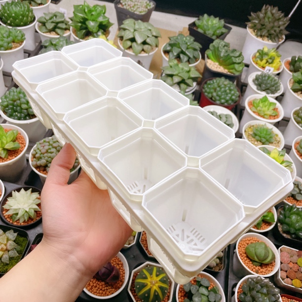 【10孔托架➕10个7方盆】白色 （满16包邮）玉露十二卷多肉植物用