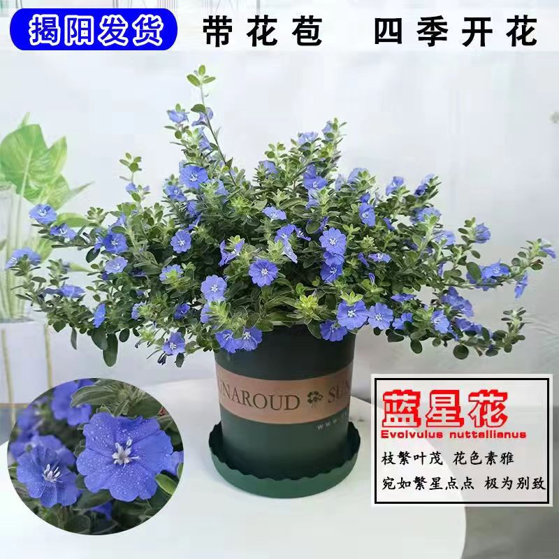 蓝星花盆栽带花苞阳台庭院四季开花吊兰耐热耐旱可垂吊花卉带花苞