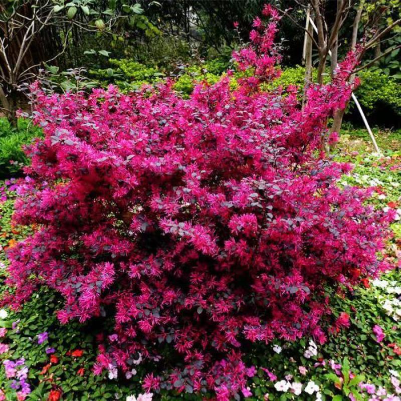 红花继木球红叶植物红继木苗盆栽带土球四季开花基地直销绿化树苗