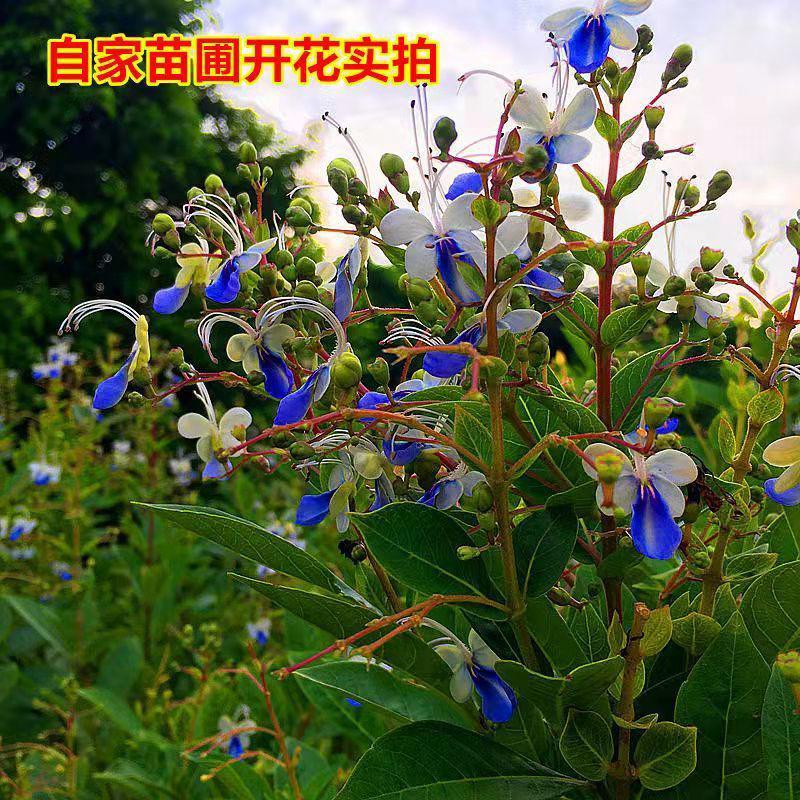 蓝蝴蝶花苗阳台盆栽花卉植物蝴蝶兰四季开花蓝色奇特花朵月见草