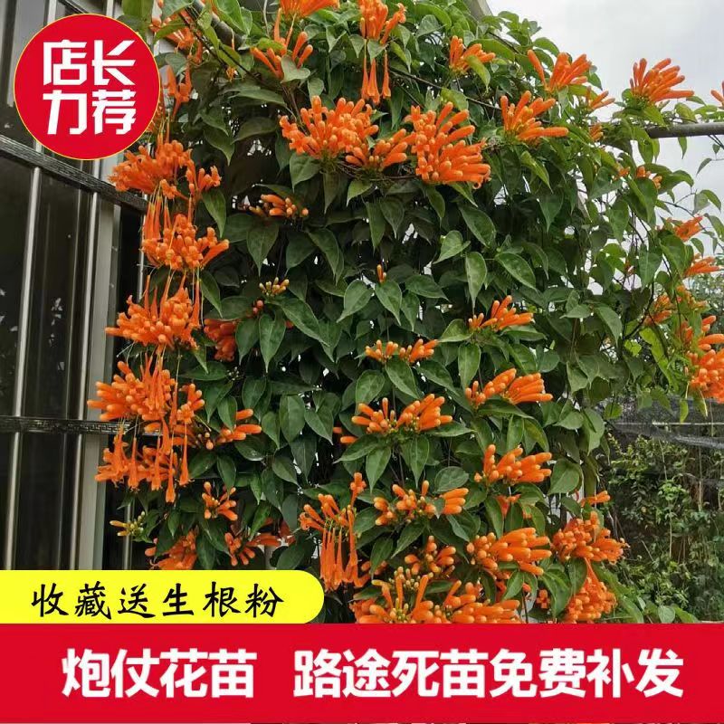【含原土原袋】炮仗花爬藤植物长藤鞭炮花卉四季绿植盆栽庭院月见草