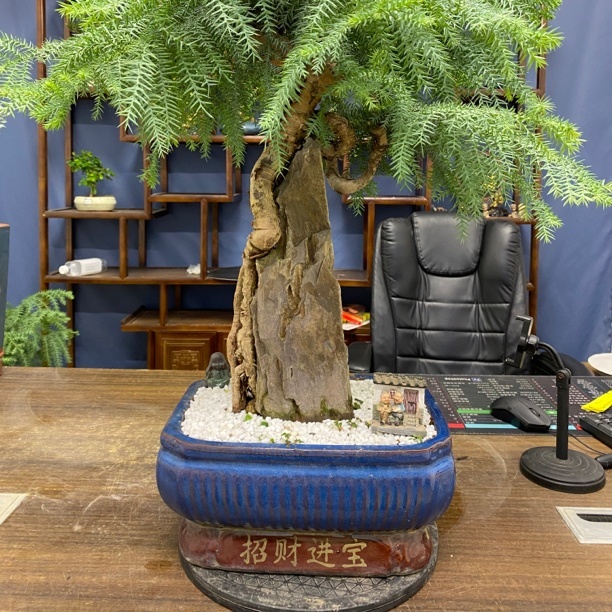 四季常青绿植盆栽客厅盆景植物精品批发海岛金桔树盆栽老桩盆景