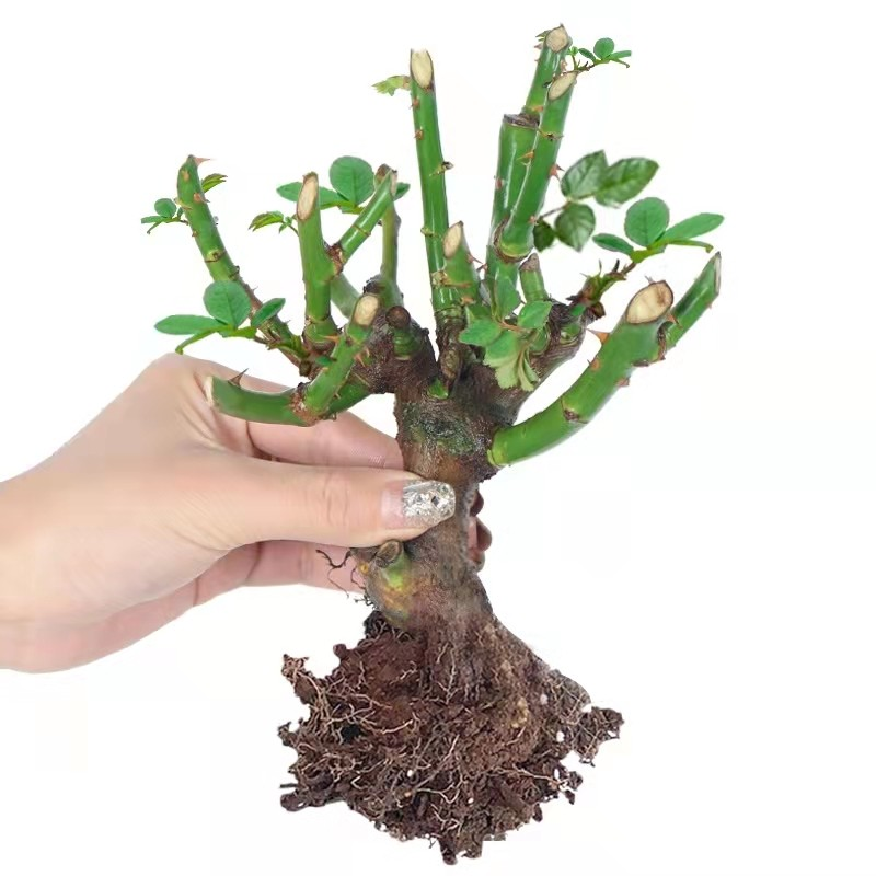 【不开花砸店】云南玫瑰花特大花老桩老根花卉花苗盆栽室内阳台植物