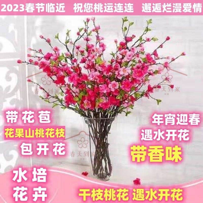 【年宵花卉】水培鲜枝红梅桃花室内水养耐寒好养鲜花枝品种花卉阳台