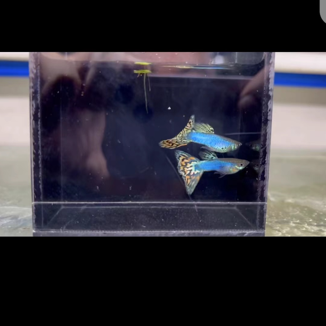 精品芯伽蓝马赛克孔雀鱼